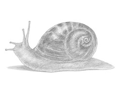 How to Draw a Snail