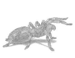 How to Draw a Tarantula