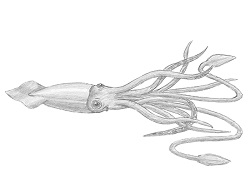 How to Draw a Squid