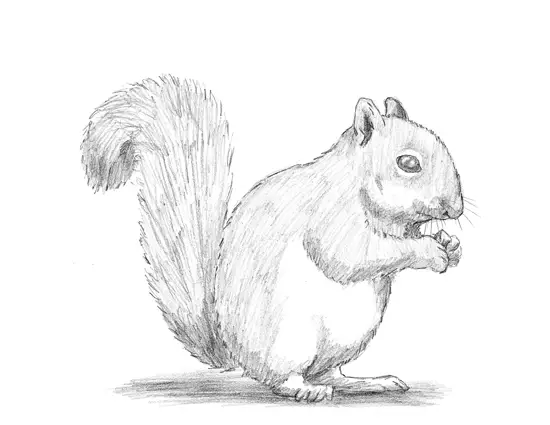 How to draw a Squirrel