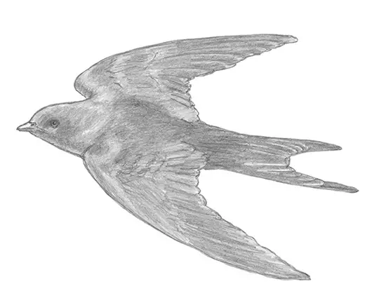 How to Draw a Swallow