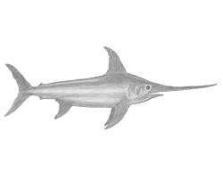 How to Draw a Swordfish