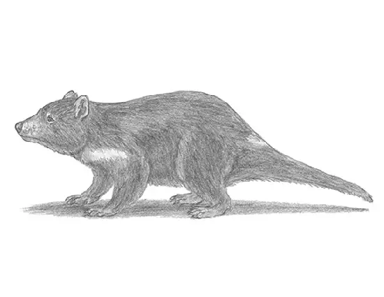 How to Draw a Tasmanian Devil