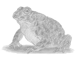 How to Draw a Toad