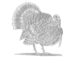 How to Draw a Turkey