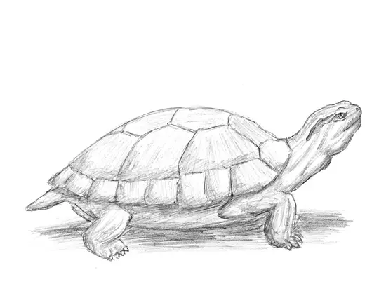 How to Draw a Red-Eared Slider Turtle