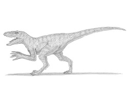 How to Draw a Velociraptor