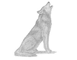 How To Draw A Wolf Howling